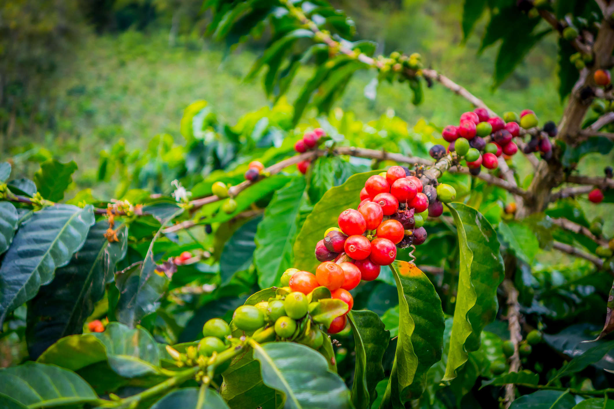 tourhub | Wild Frontiers | Viva Colombia 