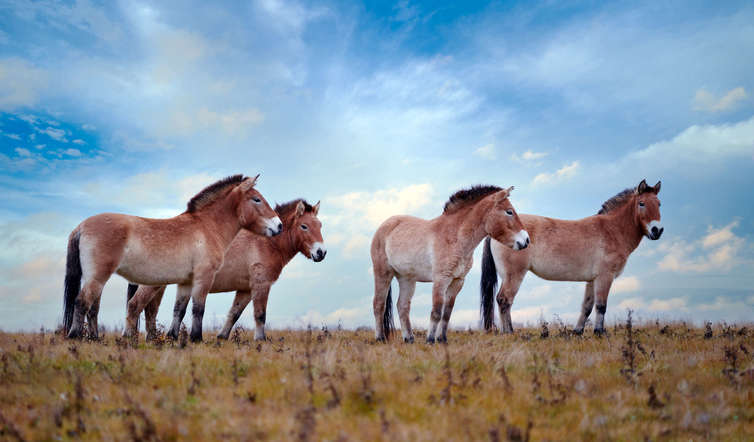 tourhub | Wild Frontiers | Mongolia: Land of the Great Khan 