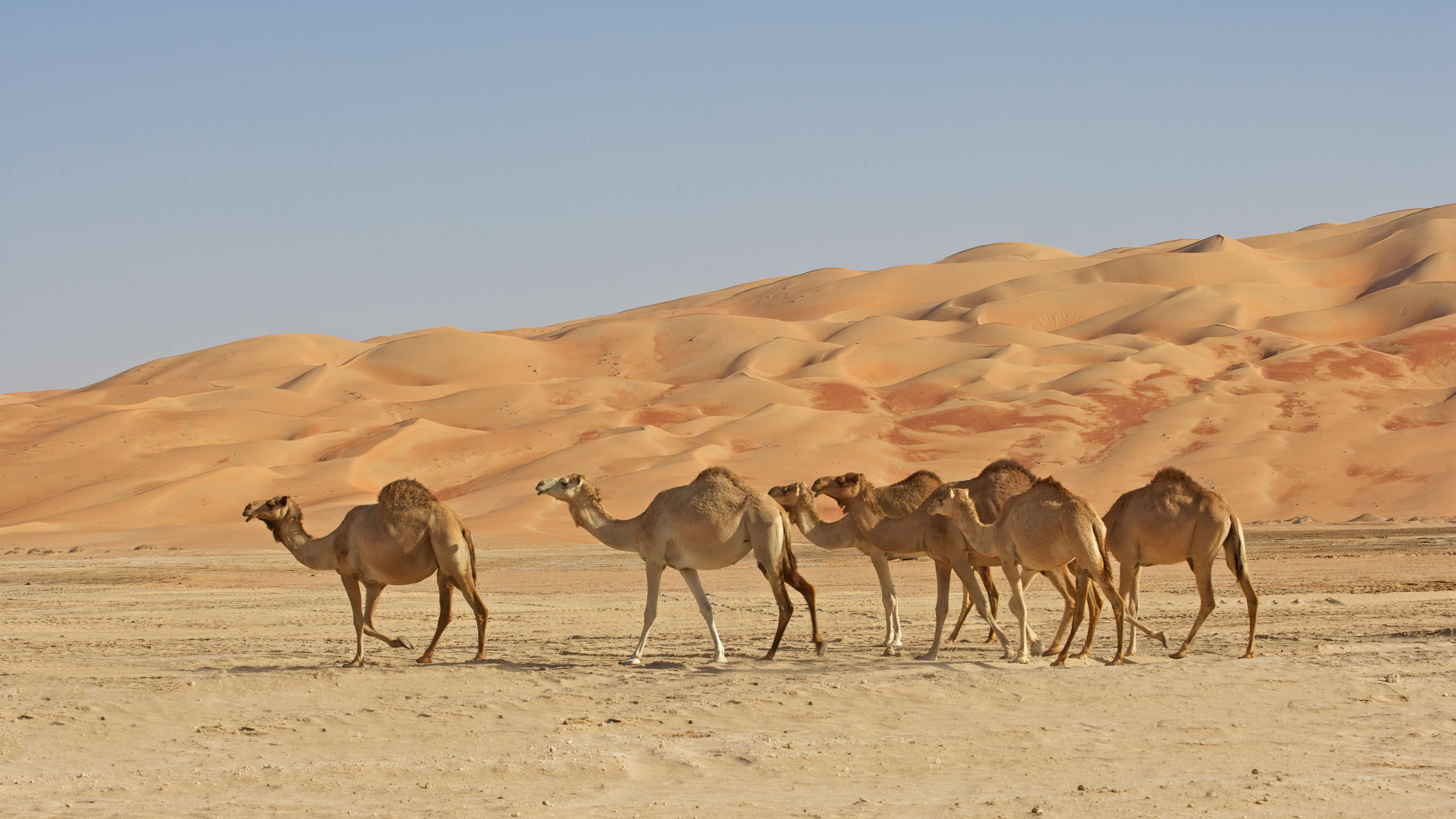 tourhub | Wild Frontiers | Oman Desert Adventure: Wahiba Sands & Empty Quarter with Mark Evans 