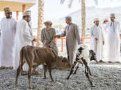 tourhub | Wild Frontiers | Northern Oman: Wadis, Mountains & Coasts 