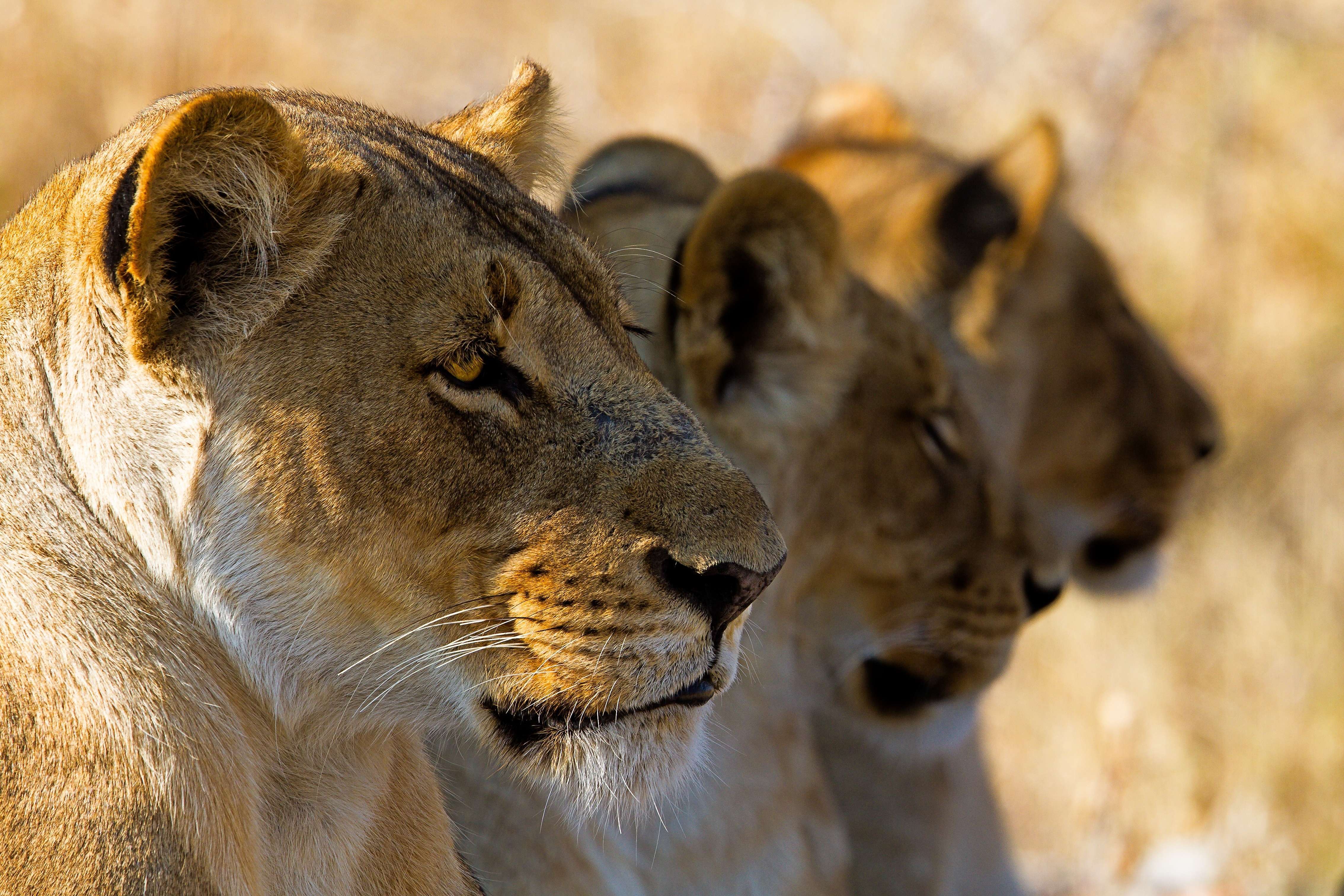 tourhub | Wild Frontiers | Tanzania: Safari, Serengeti & Maasai Heartlands (Shoulder Season) 