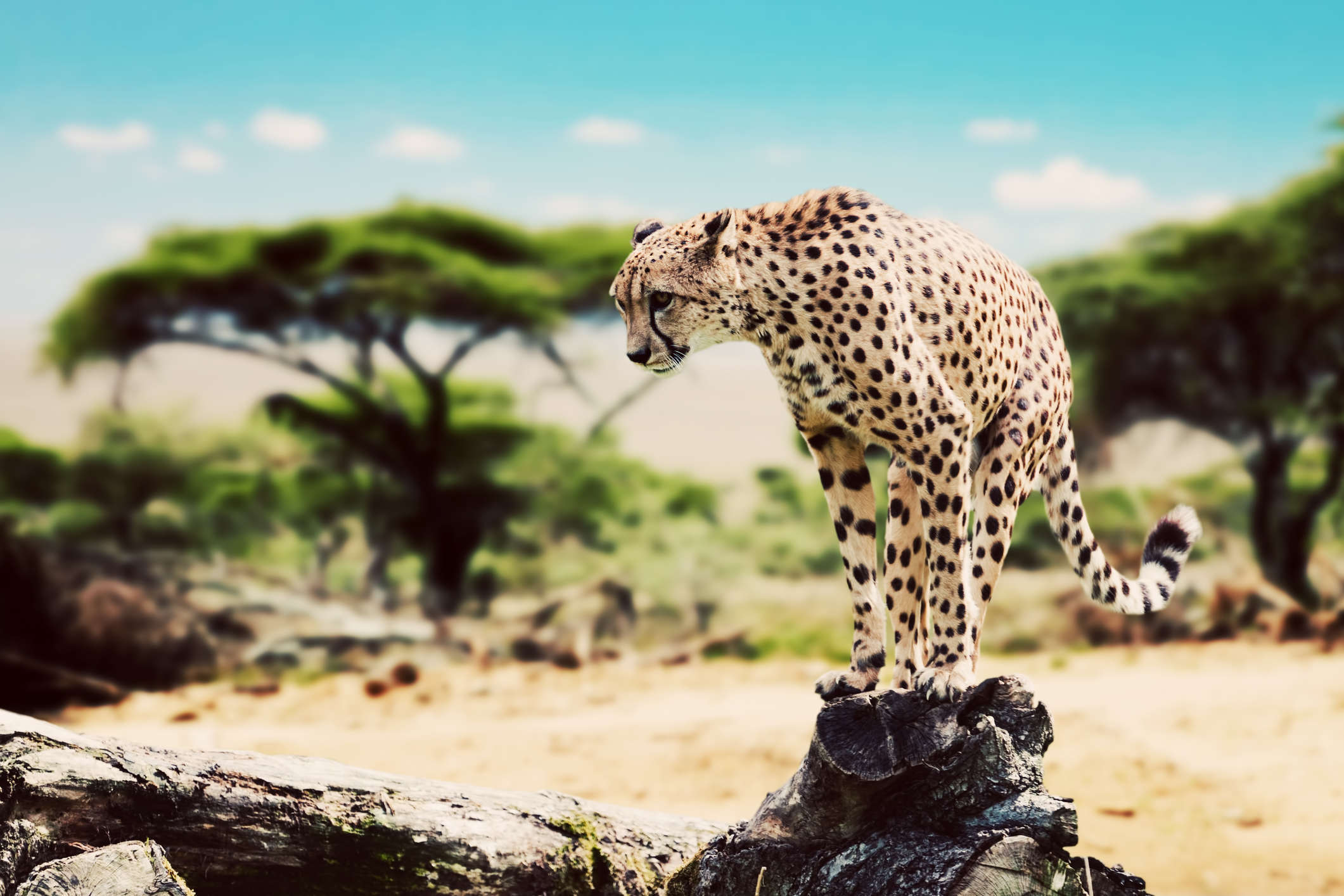 tourhub | Wild Frontiers | Tanzania: Safari, Serengeti & Maasai Heartlands 