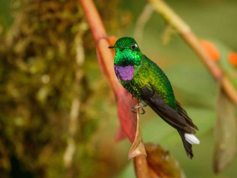 tourhub | Wild Frontiers | Darwin's Ecuador: Andes to Galapagos 