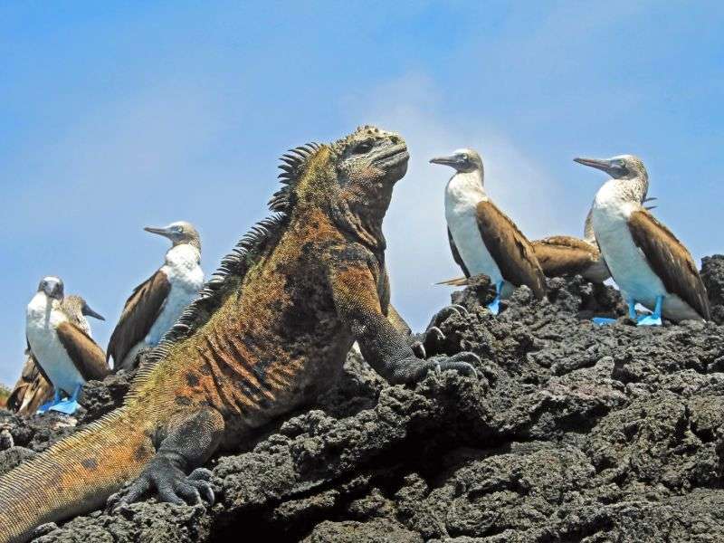 tourhub | Wild Frontiers | Darwin's Ecuador: Andes to Galapagos 