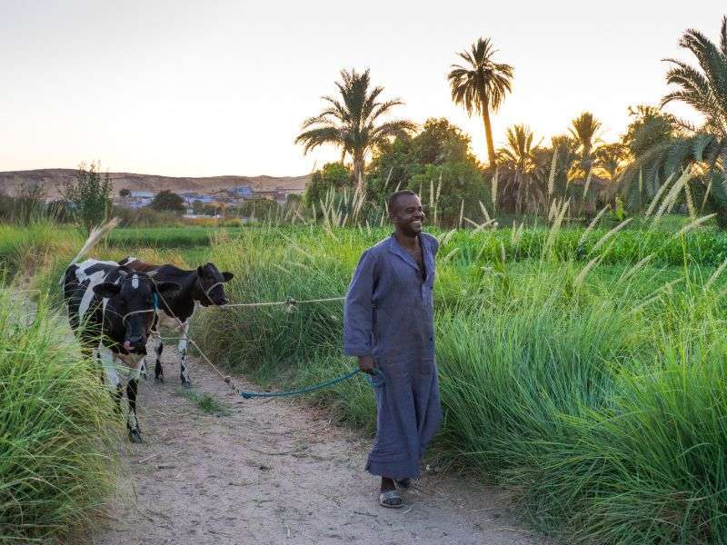 tourhub | Wild Frontiers | Egypt: Slow Boat to Aswan (New Year Departure) 