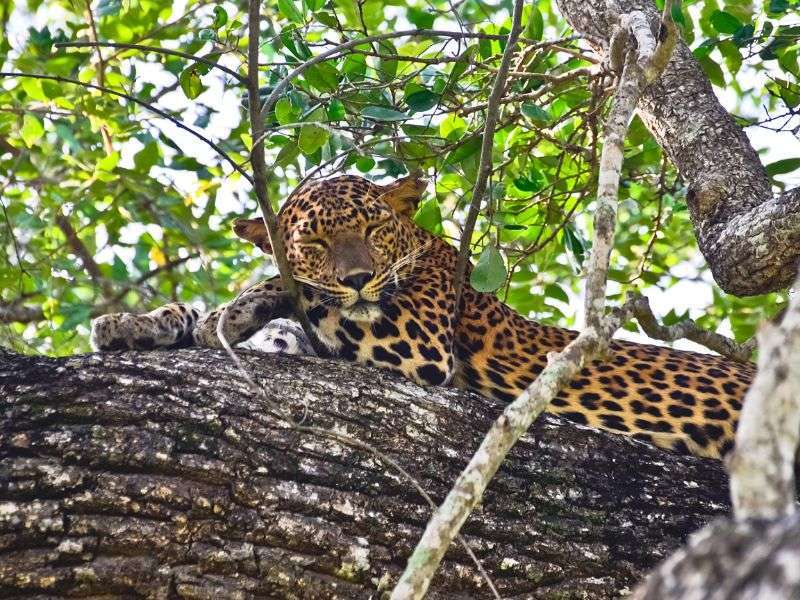 tourhub | Wild Frontiers | Sri Lanka: Hidden Treasures of the Sacred Island (Christmas Departure) 