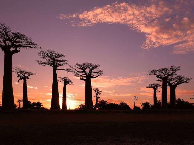 tourhub | Wild Frontiers | Madagascar Encompassed 