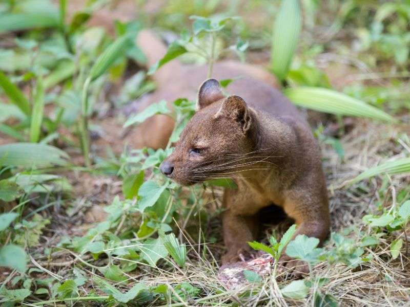 tourhub | Wild Frontiers | Madagascar Encompassed 