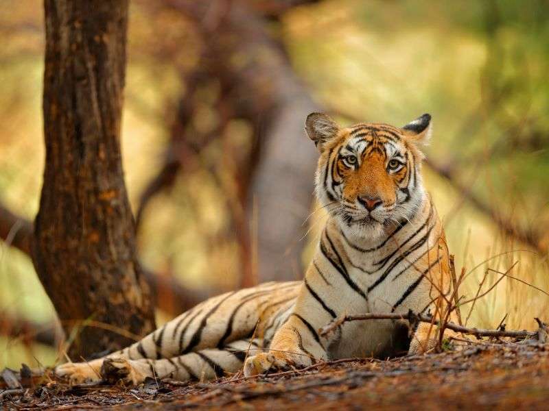 tourhub | Wild Frontiers | Rajasthan: Taj, Temples & Tigers 